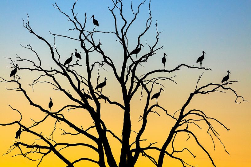 Ooievaars (Ciconia ciconia) in een boom bij zonsondergang, Losser, Overijssel van Nature in Stock