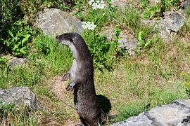 Otter von Mirjam Welleweerd