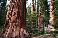 The Giants