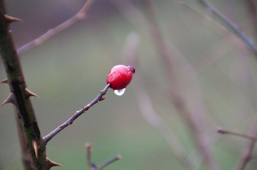 red currant by Aad van der linden