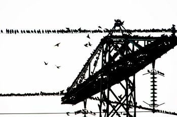 Gruppe Stare auf elektrischem Draht in schwarz und weiß