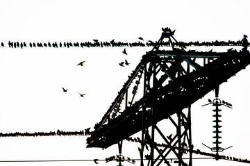 Group Starlings on electric wire in black and white by Marcel van Kammen