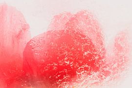 Peony in ice 1 by Marc Heiligenstein