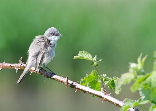 Braamsluiper op tak van een bramenstruik