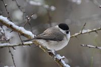 Zwartkop in de sneeuw, vogelhut, natuurfotografie