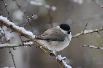 Mönchsgrasmücke im Schnee, Vogelhäuschen, Naturfotografie von Erwin Teijgeler