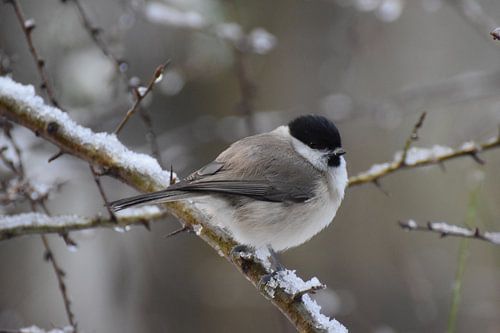 Zwartkop in de sneeuw, vogelhut, natuurfotografie