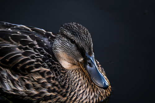 Portrait d'un canard sauvage