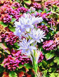 Duftende Tuberose von Dorothy Berry-Lound