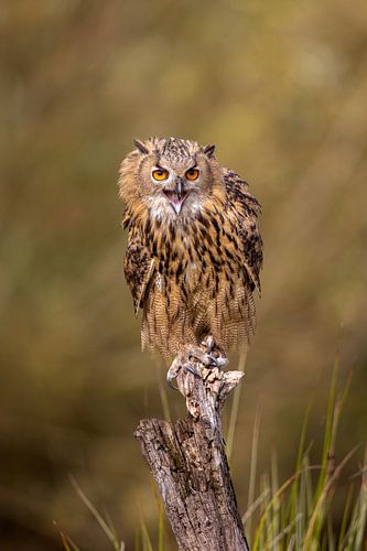 Beautiful Owl by Costas Ganasos