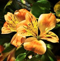 Inca lelies in oranje