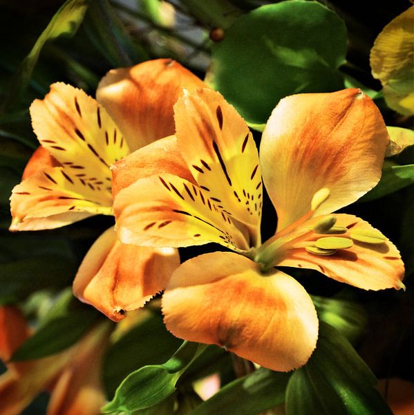 Inca lilies in orange by NaturWerke