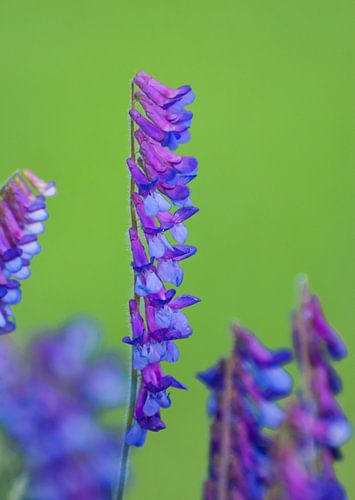 Vogelwikke vind ik een van de mooiste weidebloemen