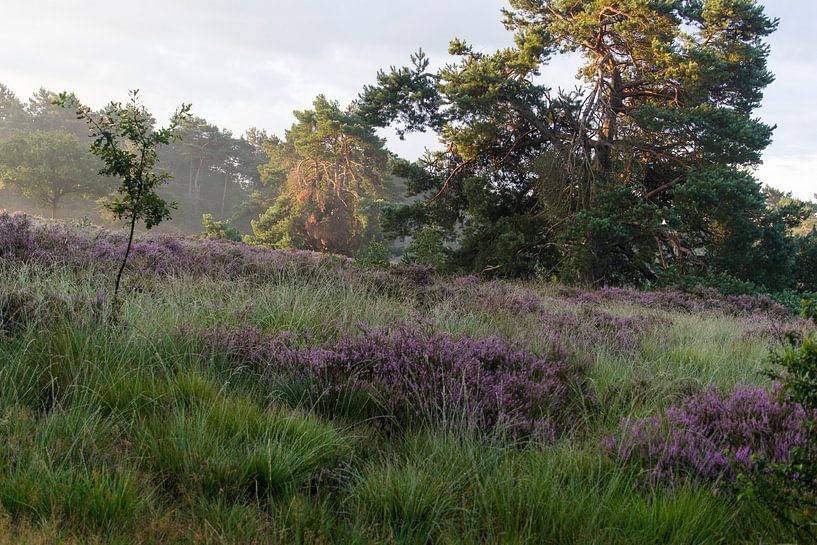 Hei van Maaike Krimpenfort