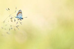 Heather Bluebell (Plebejus argus)