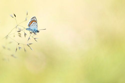 Heide Blauwtje (Plebejus argus)