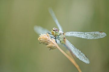 Nahaufnahme Libelle von Moetwil en van Dijk - Fotografie