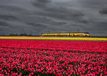 Tulip train by peterheinspictures
