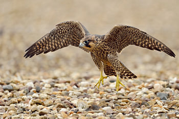 Wanderfalke ( Falco peregrinus ), Jungvogel bei den ersten Flugübungen auf einem Kiesdach