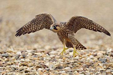 Slechtvalk ( Falco peregrinus ), jonge vogel doet zijn eerste vliegoefeningen op een grinddak van wunderbare Erde