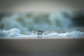 Drieteenstrandloper op het strand van Dirk van Egmond
