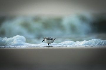 Bécasseau sanderling sur la plage sur Dirk van Egmond