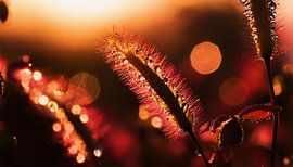 Planten met zonsondergang