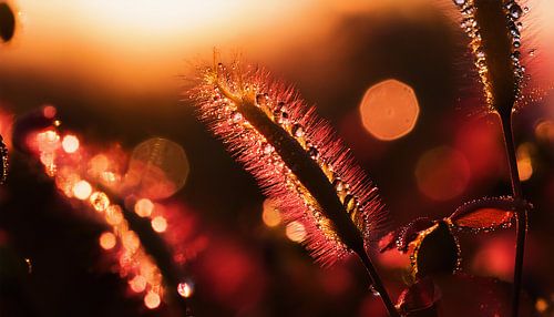Planten met zonsondergang