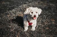 Maltipoo: Liebe fürs Leben!