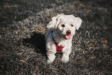 Maltipoo: liefde voor het leven!