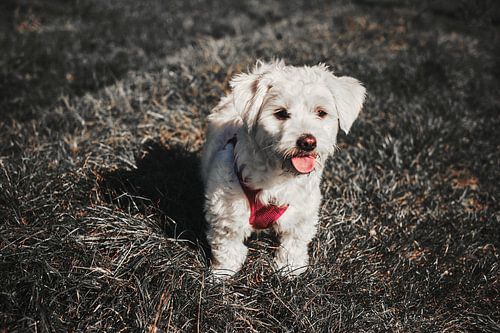 Maltipoo: liefde voor het leven!