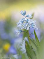 Scilla