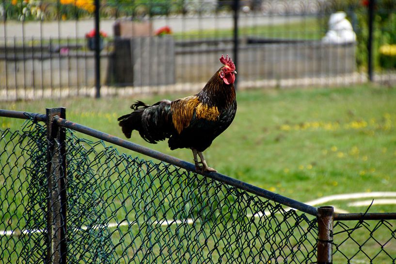 Un coq sur la barrière par wil spijker