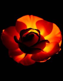 Ember Rose XI