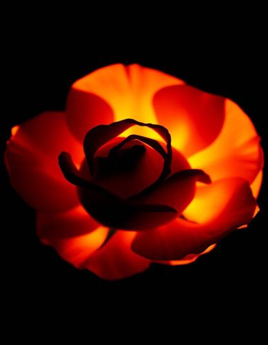 Ember Rose XI
