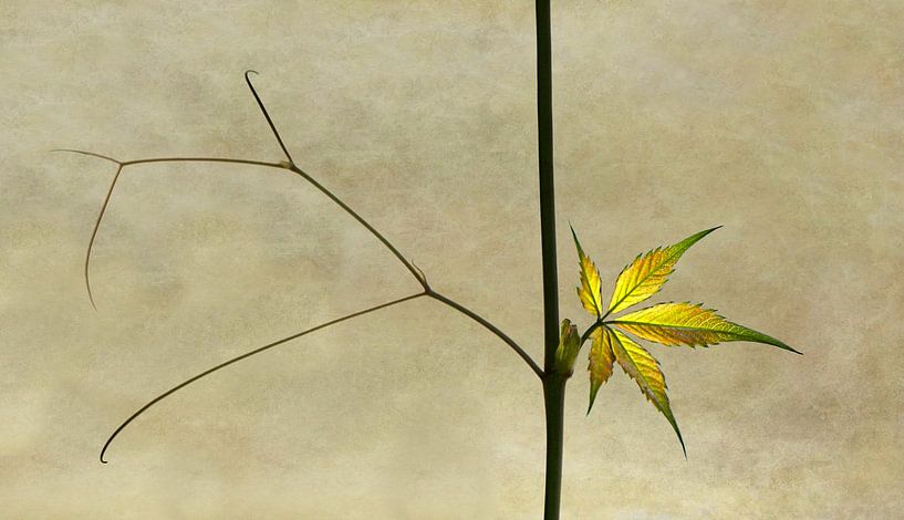 se réveiller par Jutta Kerber