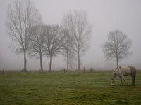 horse in the fog