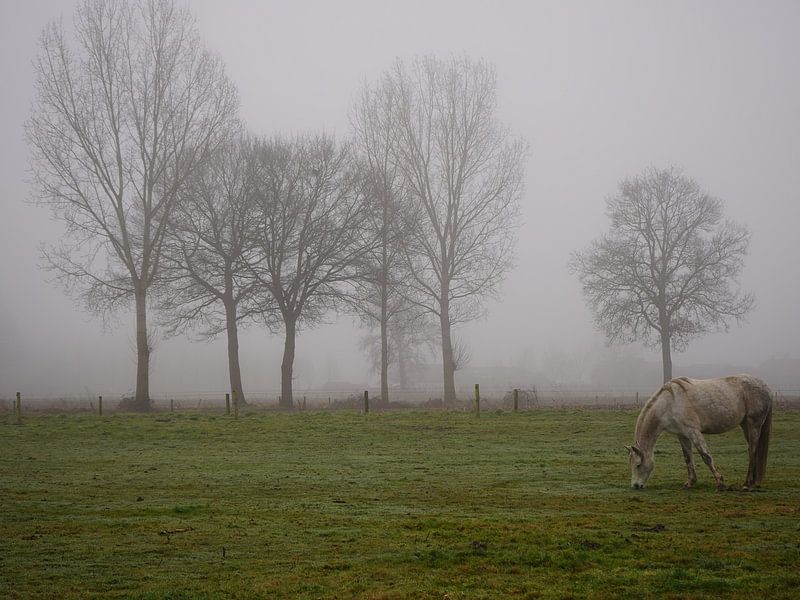Pferd im Nebel von Madeltijntje