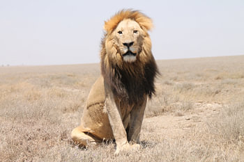 Lion de Tanzanie