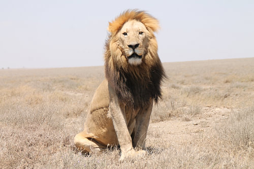 Lion, Tanzania