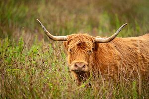 Schottischer Highlander, langhaariges Rindfleisch