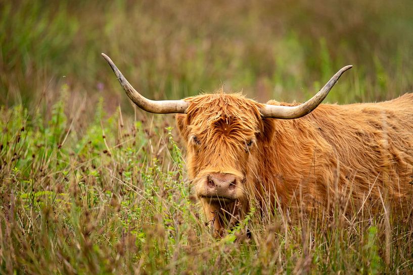 Scottish Highlander, long-haired beef by Gert Hilbink