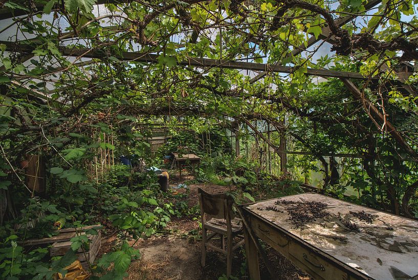 druiven kas par Ivana Luijten