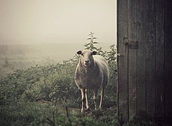 Alte Scheune und Schafe