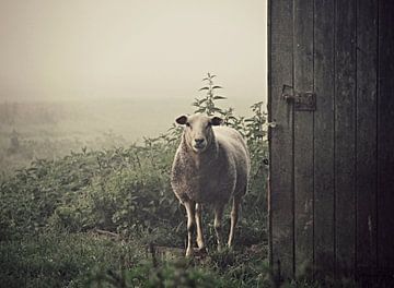 Alte Scheune und Schafe von Annemieke van der Wiel