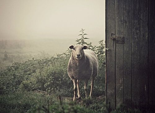 Alte Scheune und Schafe