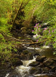 Chute d'eau de Torc Parc national de Killarney (Irlande)