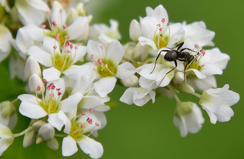 Blühende Buchweizenblüten von Claude Laprise
