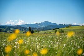 Frühlingshafter blick auf den Grünten im Allgäu mit tollen Blumen und Löwenzahn von Leo Schindzielorz