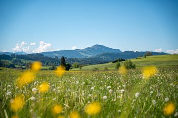 Vue printanière sur le Grünten dans l'Allgäu avec de superbes fleurs et pissenlits sur Leo Schindzielorz